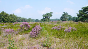 Schoorlse Duinen