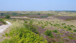 Schoorlse Duinen