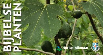 Lezing en rondleiding Bijbelse Planten